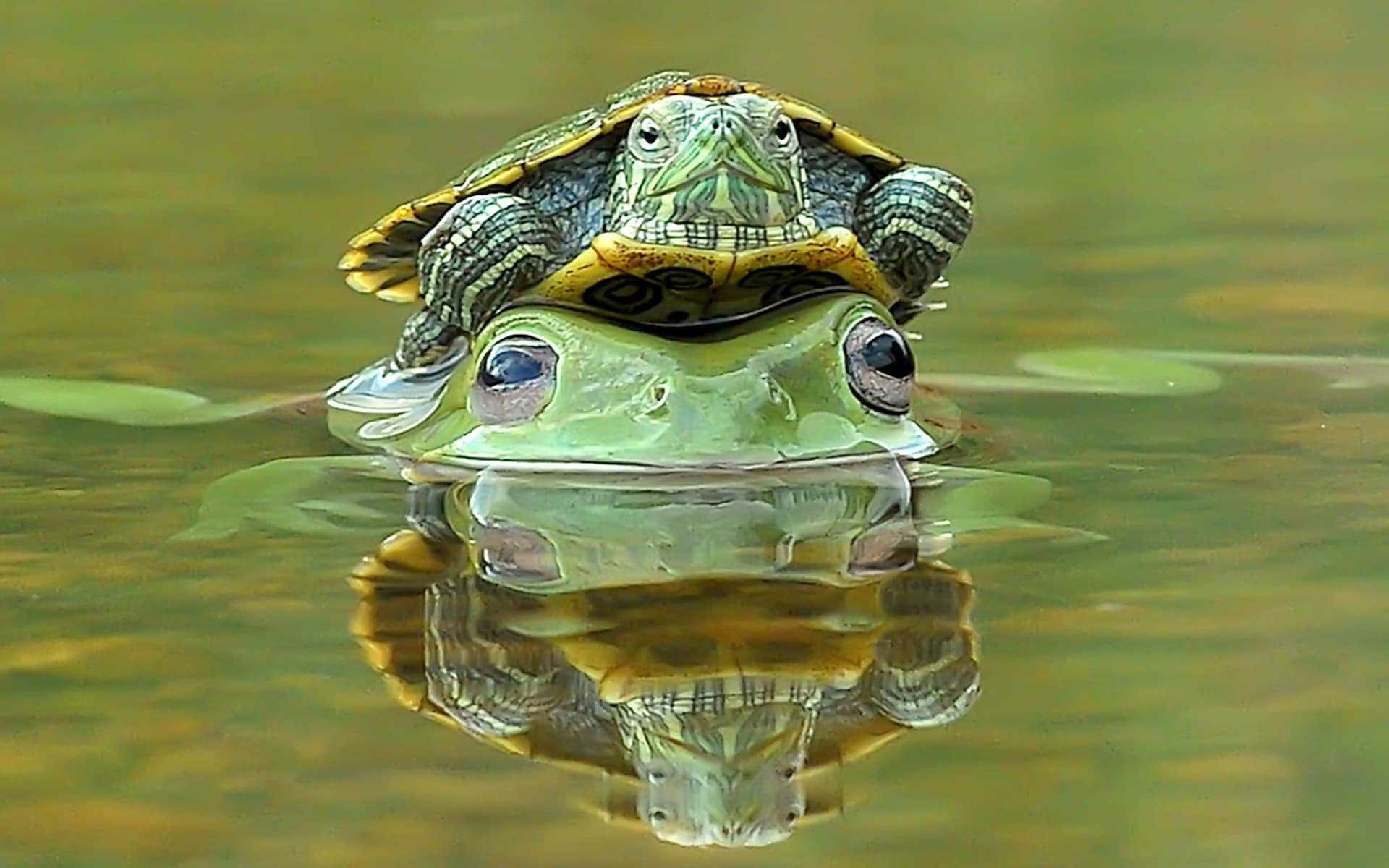 Весёлая водная черепаха