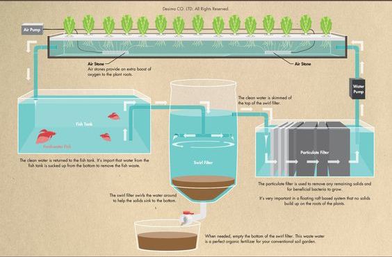 Aquaponics trồng rau nuôi cá sạch