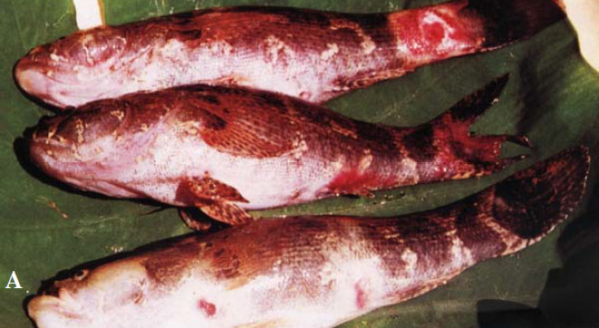 cá bống tượng bệnh nhiễm khuẩn aeromonas