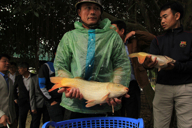 Nuôi cá hàng tỷ đồng