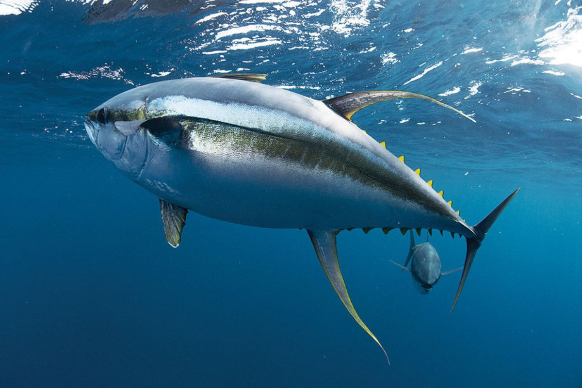 Синепёрый тунец