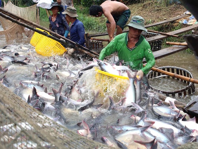 thu hoạch cá tra