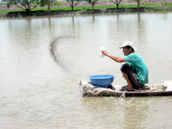 ao cá giống