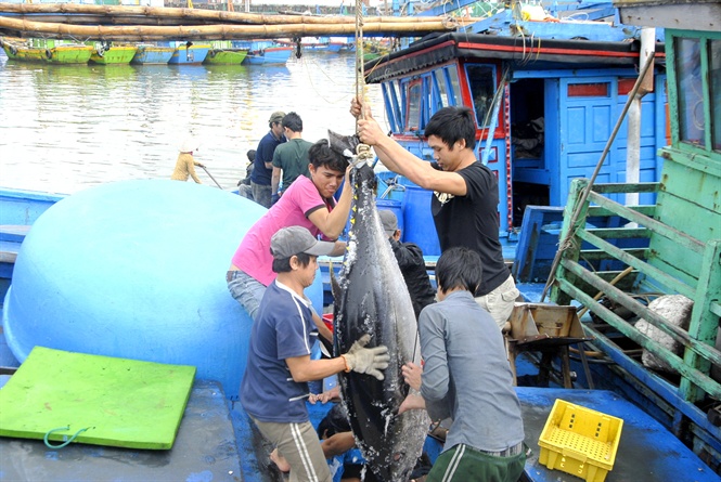 Bình Định bội thu cá Ngừ