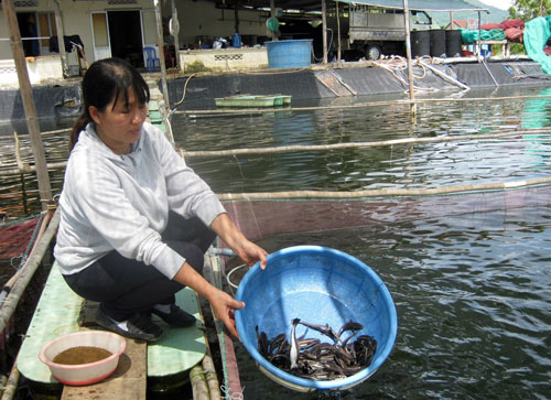 cá bớp giống