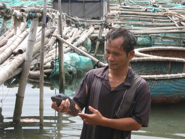 cá mú chết