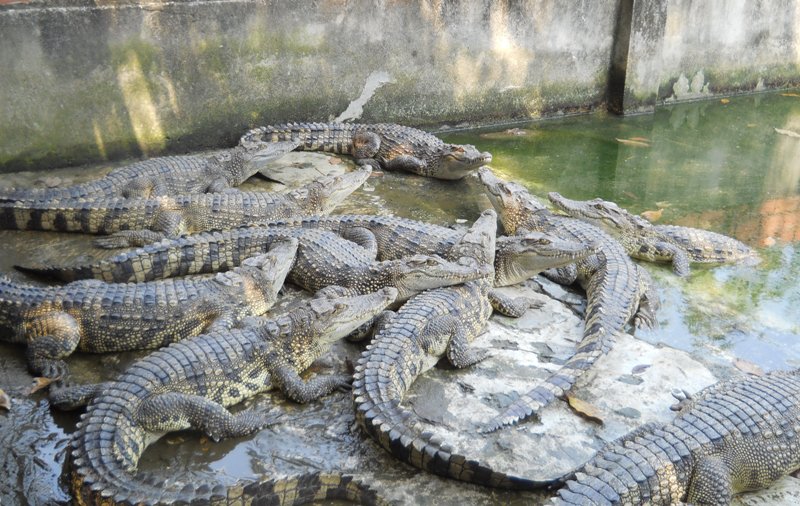 cá sấu nuôi