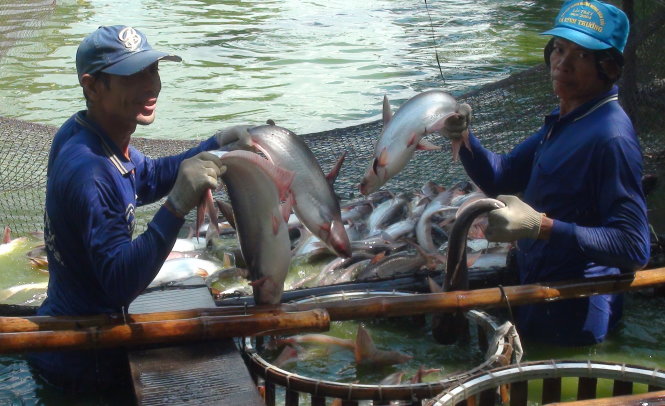 cá tra quá lứa