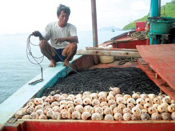 câu mực