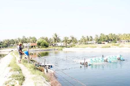 chăm sóc cá chẽm