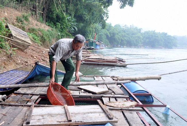 chăm sóc cá lồng