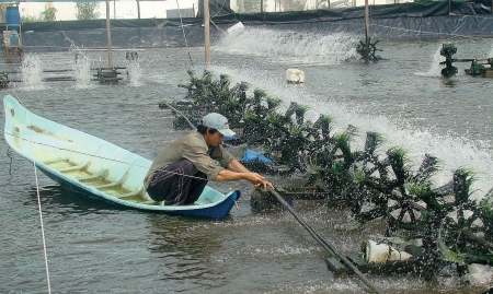 tôm công nghiệp