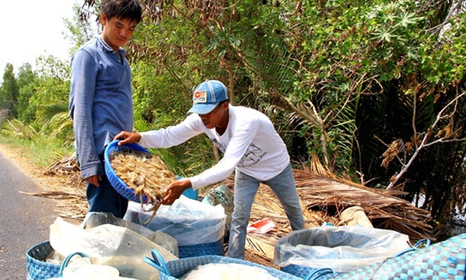 thu hoạch tôm thẻ chân trắng