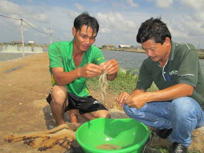 kiểm tra tôm