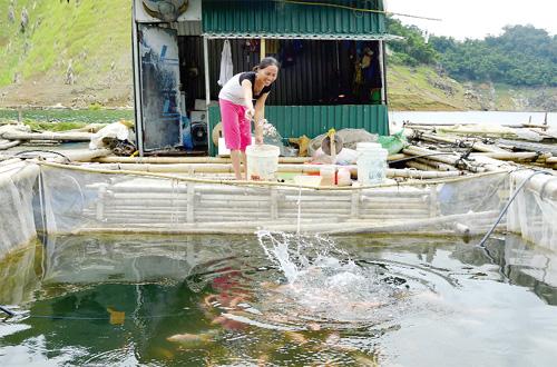 nghề nuôi cá lồng