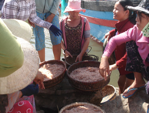 Lộc biển đầu năm đã đến với ngư dân Phổ Quang, H.Đức Phổ