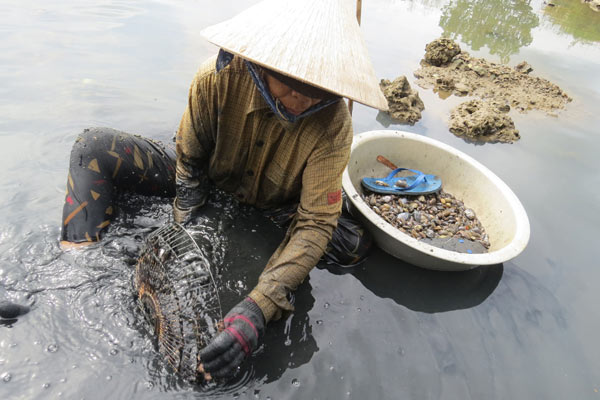 Bà Nguyễn Thị Nhung (70 tuổi), ở xã Xuân Thọ 2 (TX Sông Cầu), than vãn: "Ngày nào cũng ráng đi cào kiếm tiền, chân tay tê cứng. Tối qua tôi bị cảm lạnh đi mua liều thuốc về uống, sáng nay đi cào tiếp". Ảnh: Mạnh Hoài Nam