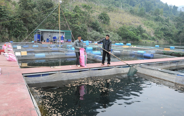 nuoi ca long ho thuy dien