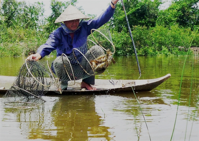 nuoi tom quang canh cai tien