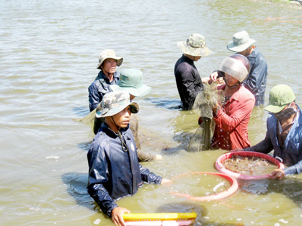 nuôi tôm thẻ công nghiệp