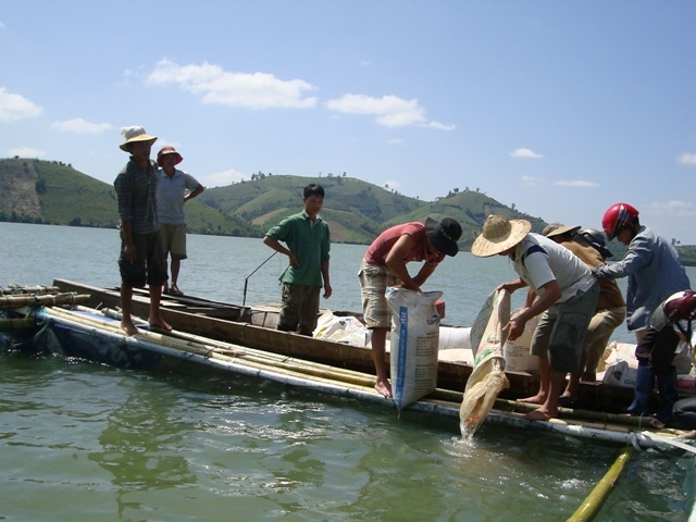 Thả cá giống