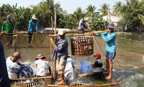 thu hoạch cá tra