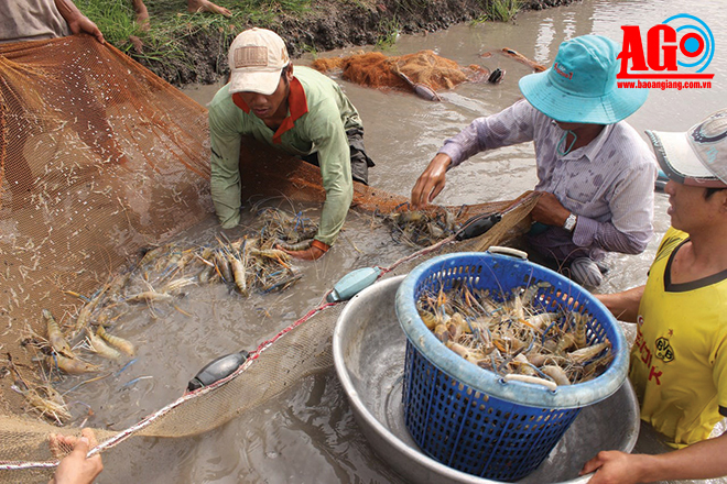 thu hoạch tôm