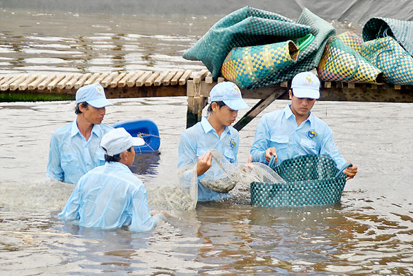 Thu hoạch nuôi tôm siêu thâm canh