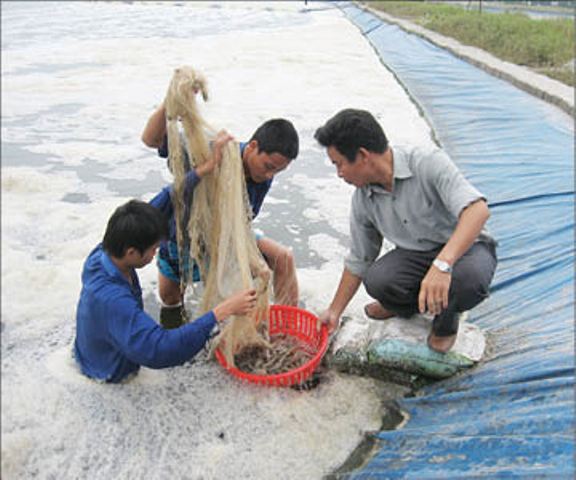 Tôm nuôi được mùa - mất giá: Tìm đầu ra ổn định