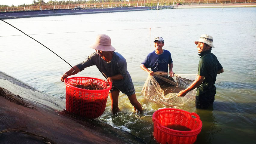 thu hoạch tôm thẻ chân trắng