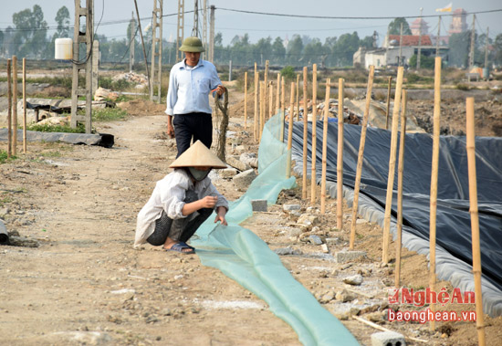 trải bạc nuôi tôm