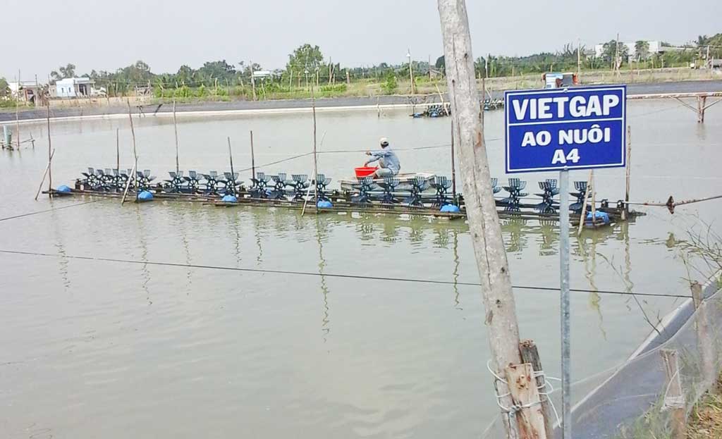 việt gap