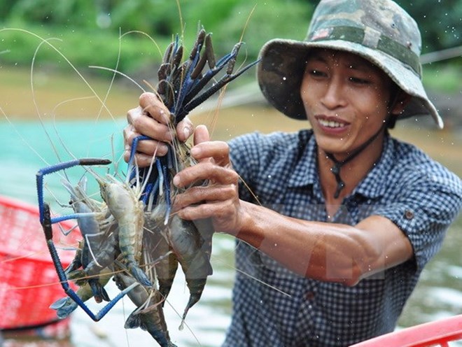 thu hoạch tôm