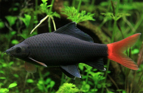 Cá Labeo đuôi đỏ