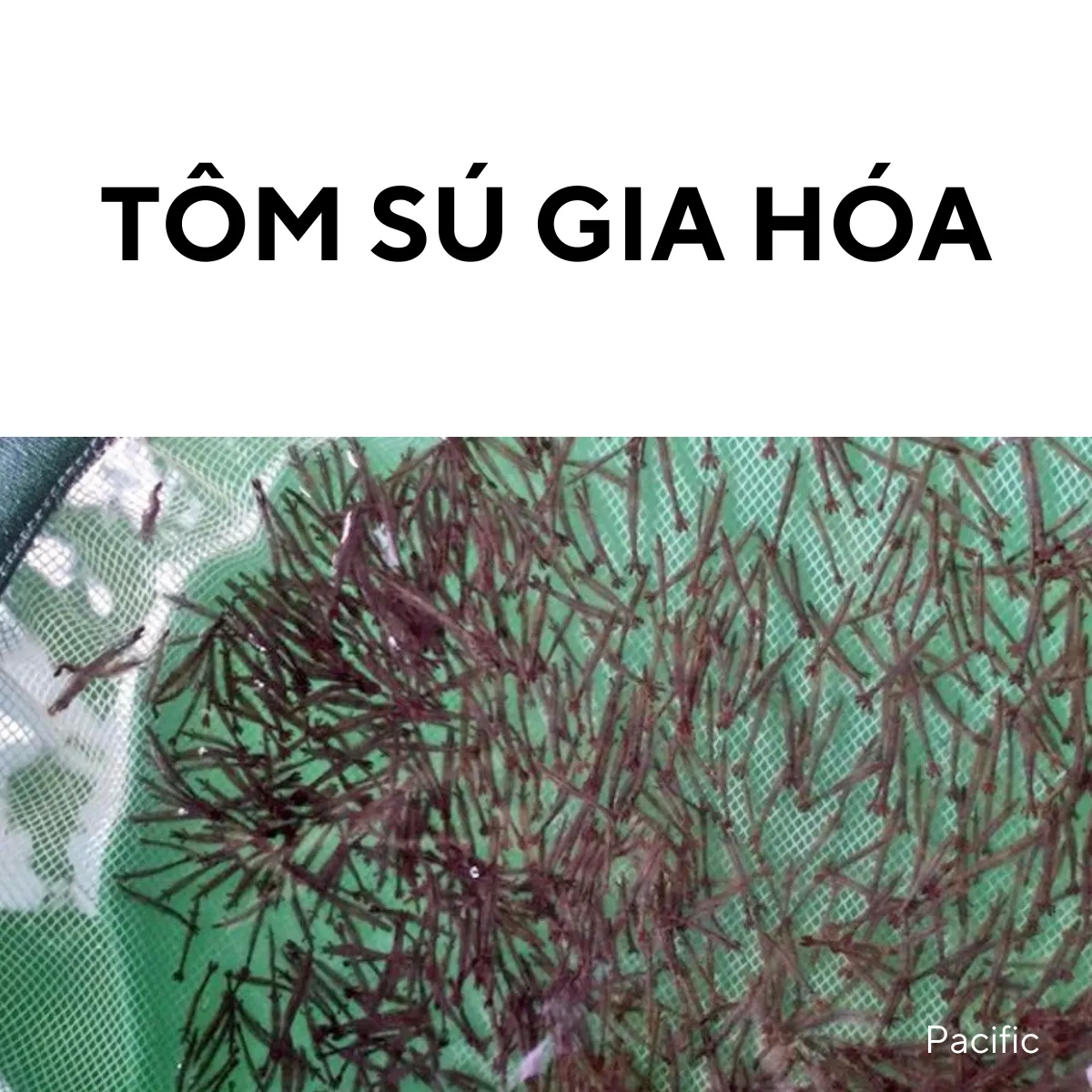 Giống tôm sú