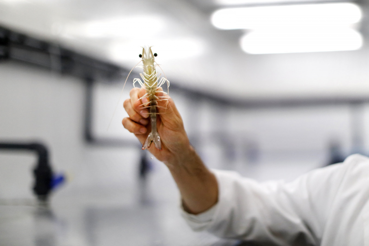 Môi trường vô trùng trong nuôi tôm thật chất chỉ là ảo tưởng