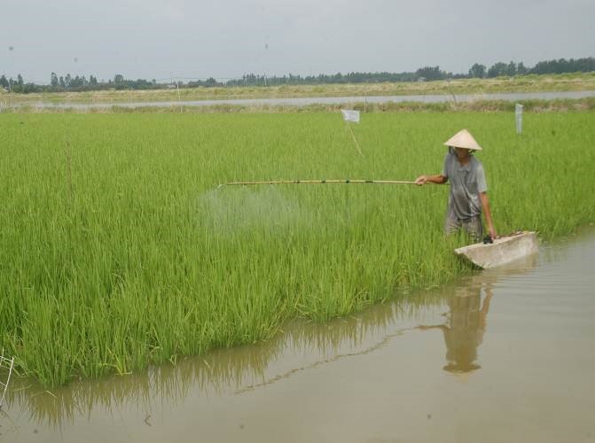 Phun thuốc trừ sâu ruộng lúa