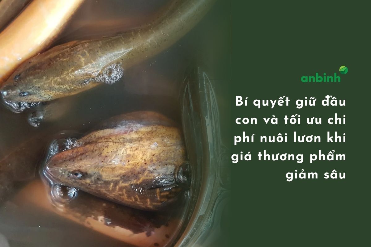 toi-uu-chi-phi-nuoi-luon