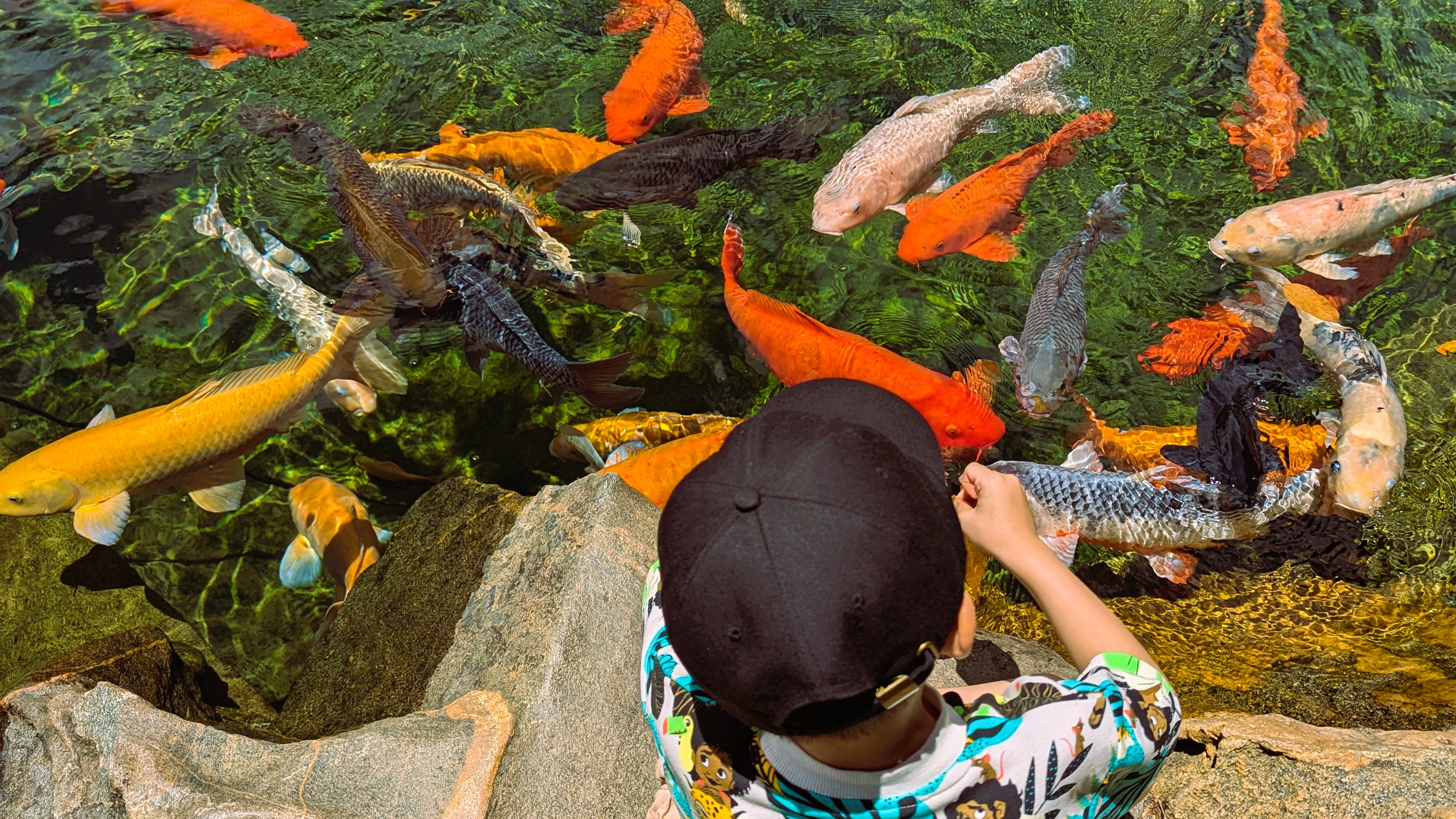 Hồ cá Koi trong khu du lịch
