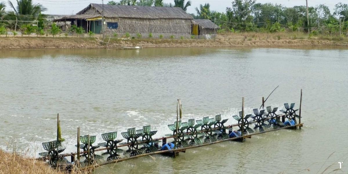 Nuôi tôm thẻ thâm canh truyền thống ao đất