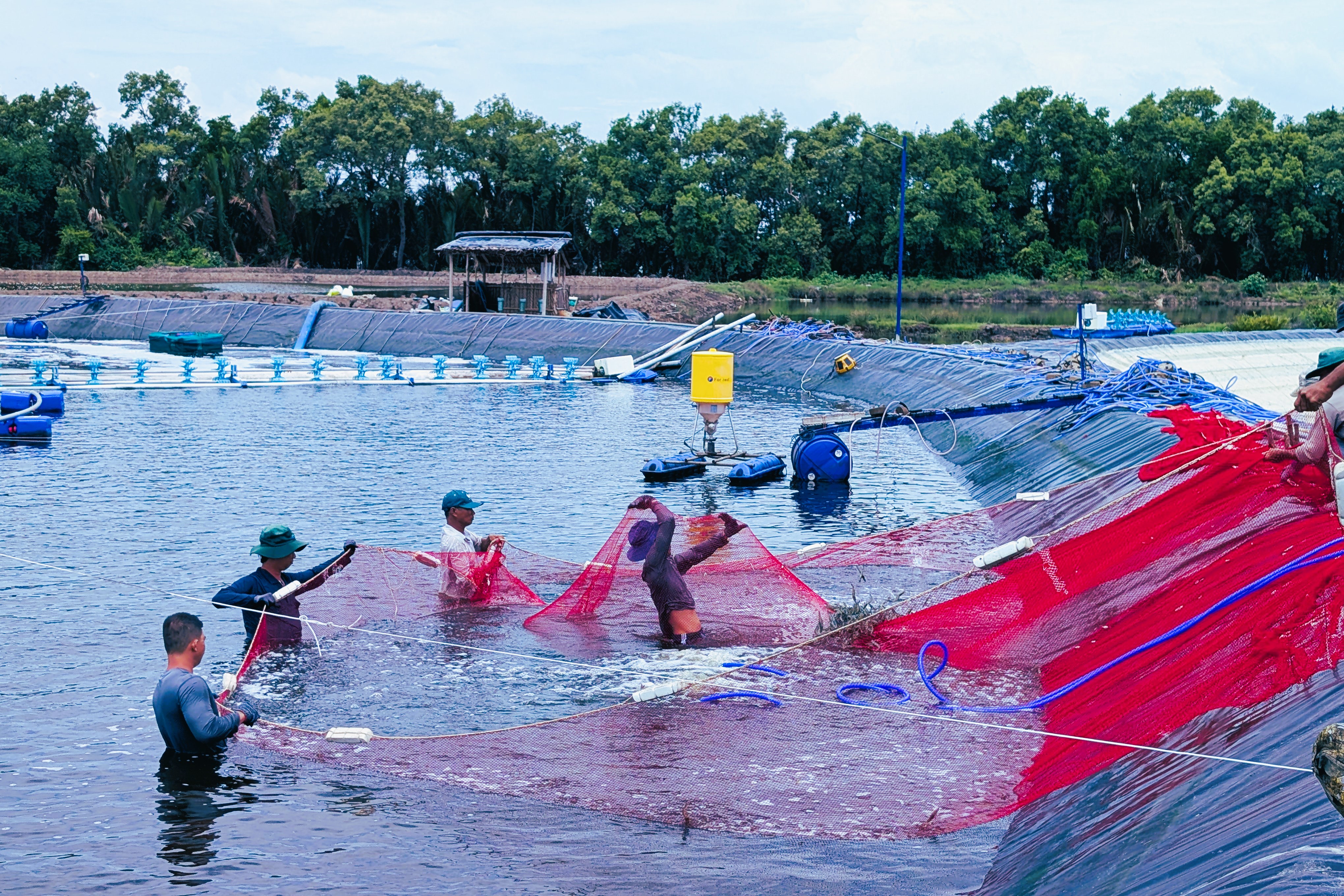 Cảnh thu hoạch tôm