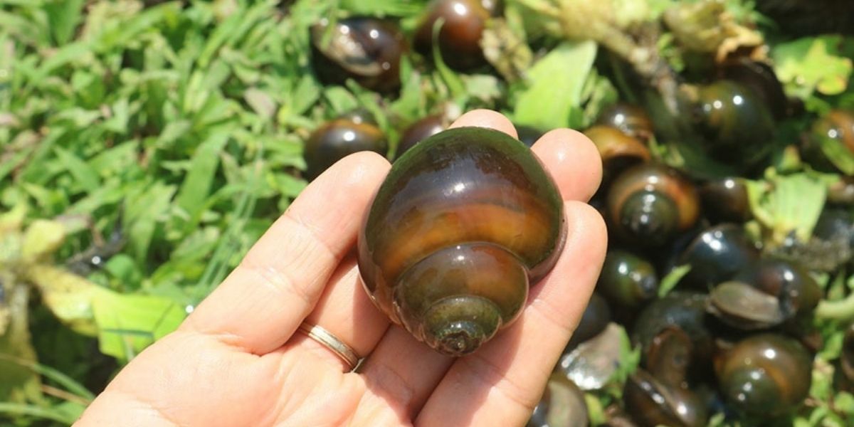 Nuôi ốc bươu đen: Nghề làm chơi ăn thật hay chỉ là cơn sốt nhất thời?