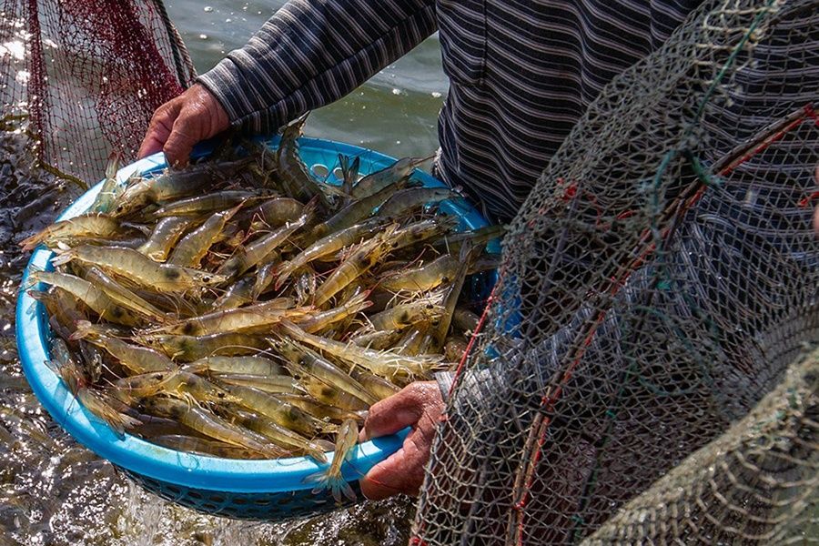 nuôi tôm mùa nắng nóng, mùa khô