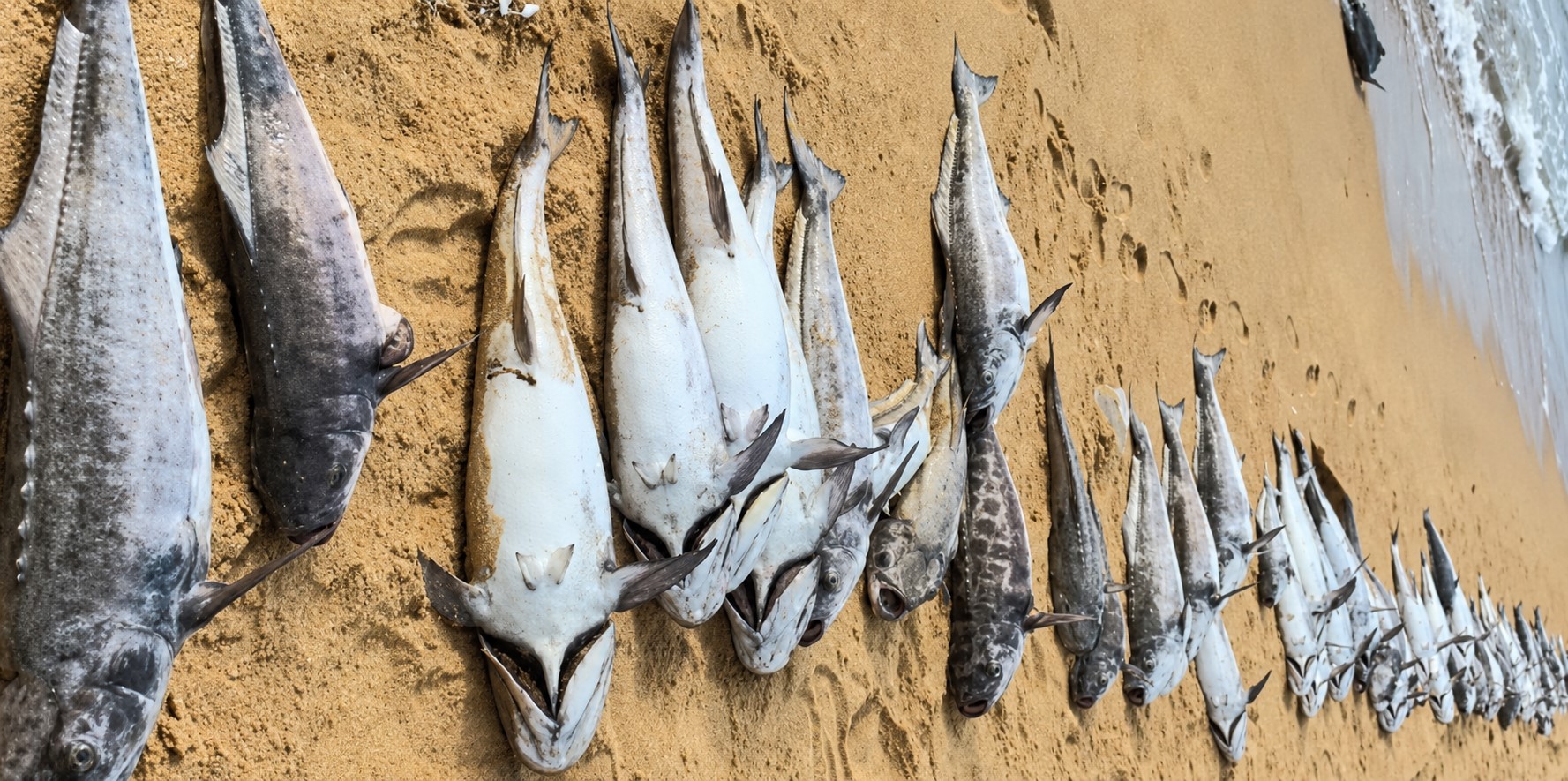 cá chết