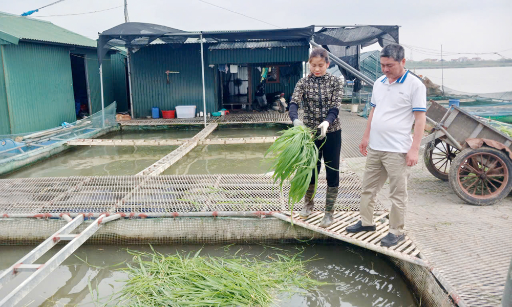 Bắc Ninh: Khai thác lợi thế mặt nước nuôi cá lồng thâm canh