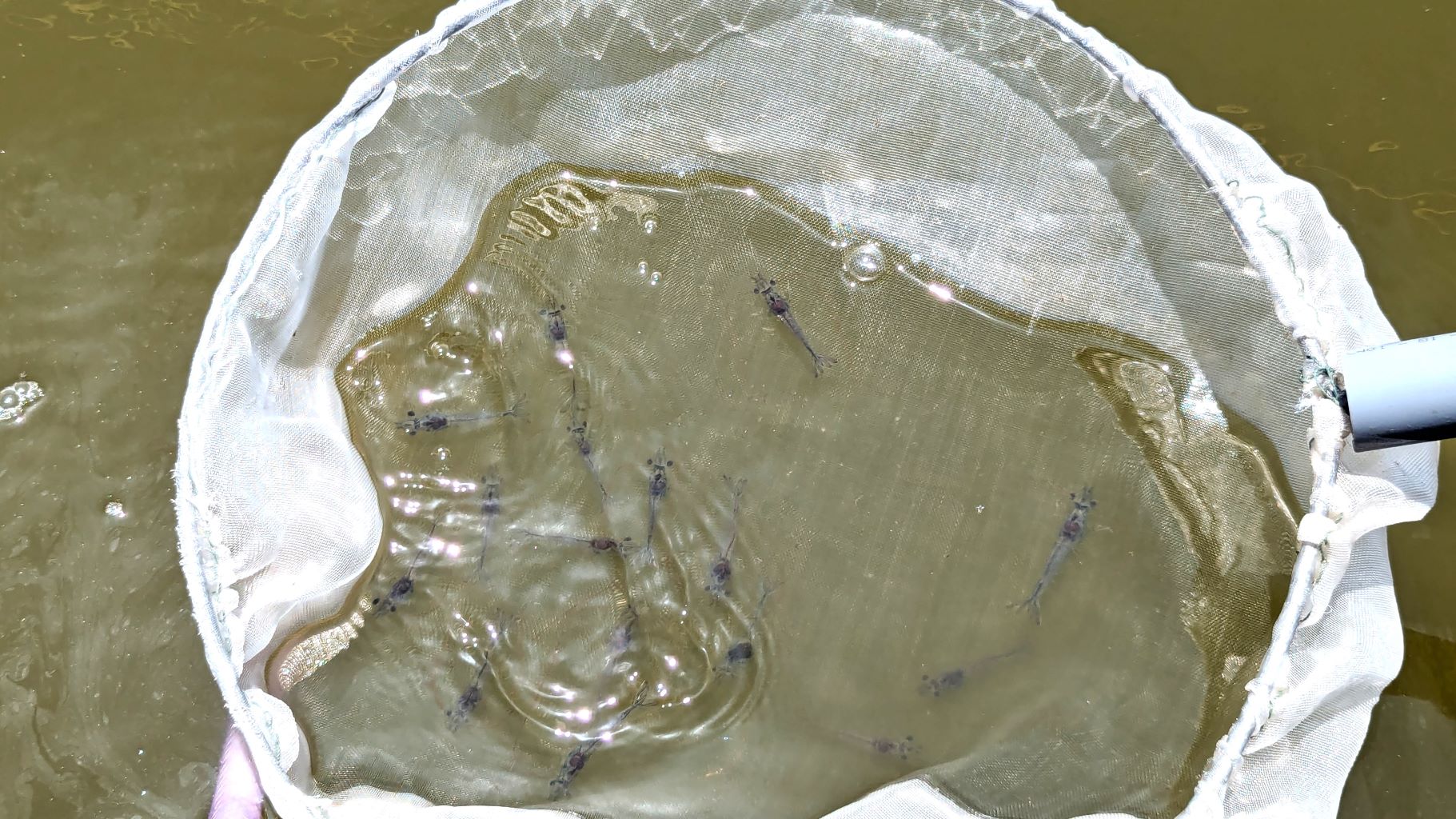 Tôm thẻ chân trăng nuôi