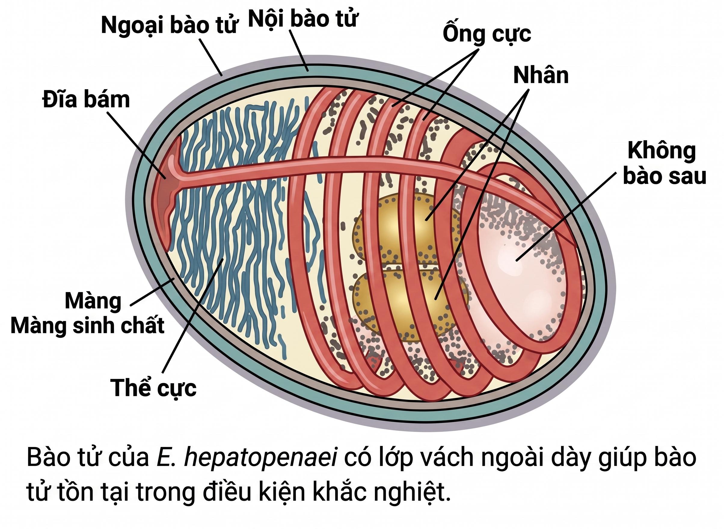 Hiểu tường tận về vi bào tử trùng Enterocytozoon hepatopenaei (EHP) trên tôm thẻ chân trắng