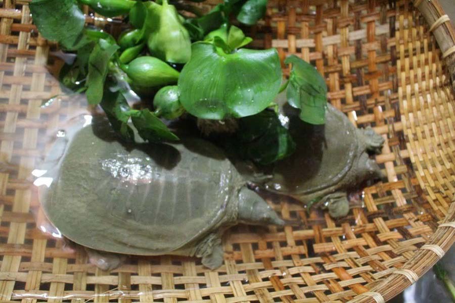 Mô hình nuôi ba ba không bùn