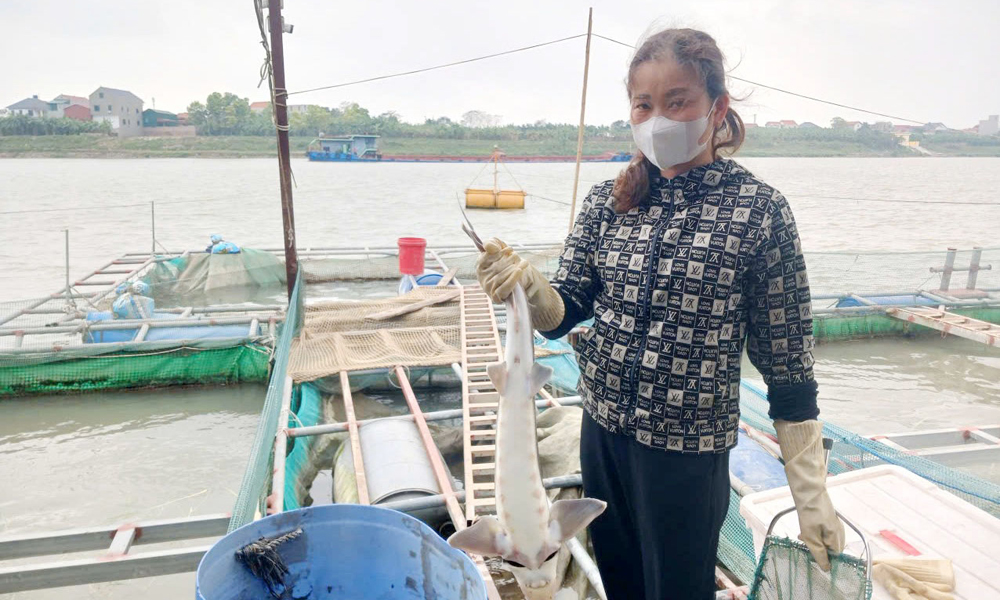 Bắc Ninh: Mô hình nuôi cá tầm trên sông thành công vang dội