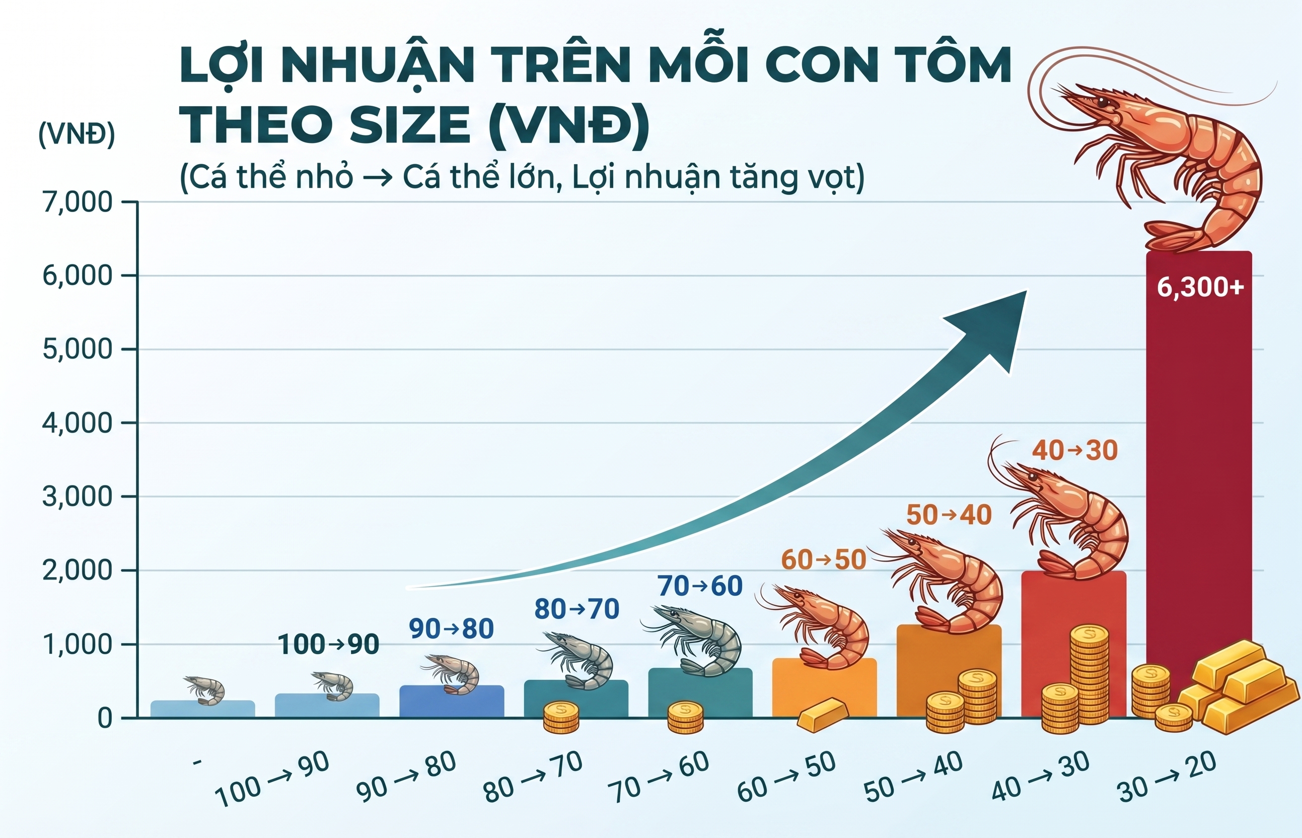 Biên lợi nhuân tôm thẻ chân trắng theo size